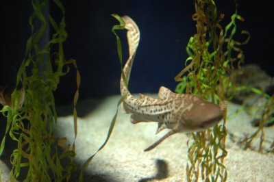 Zebra Shark