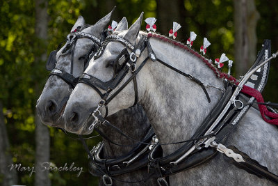 Ohio Buckeye Draft Horse Show