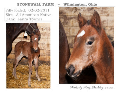Filly - Sire: All American Native,  Dam: Laura Towner 
