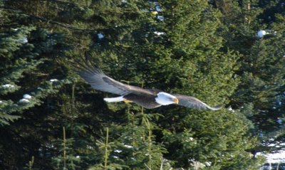 eagle_3_3/22/2009