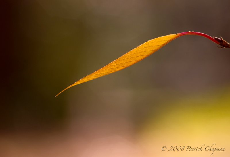 DSC_8303sm.jpg