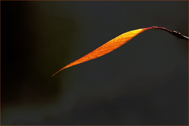 DSC_8303x_sm.jpg
