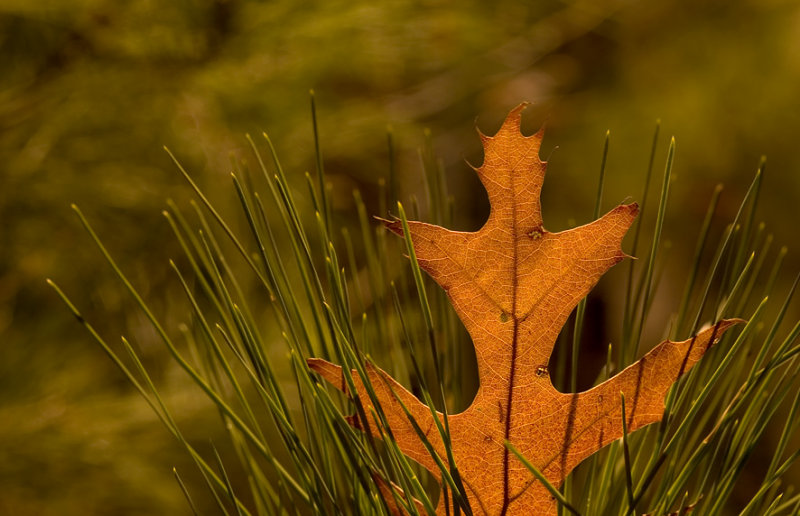 DSC_8592sm2.jpg