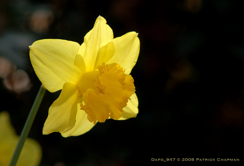 DSC_0947sm.jpg