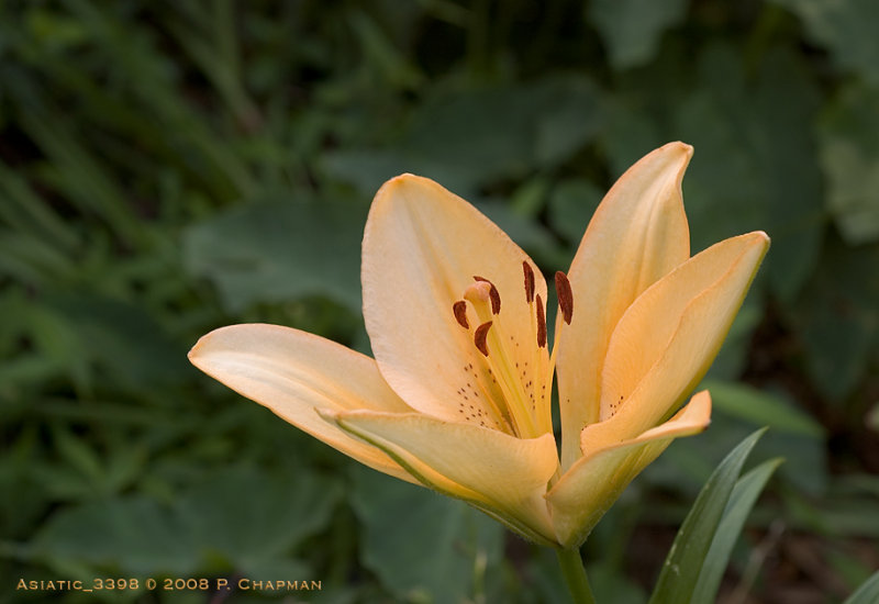 DSC_3398sm.jpg