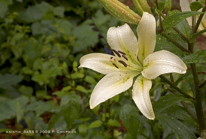 DSC_3455sm.jpg