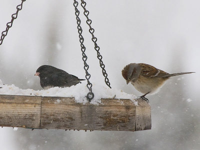 Dark-eyed Junco and American Tree Sparrow