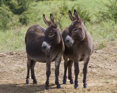 Donkeys