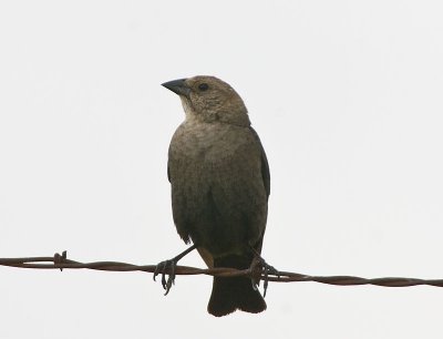 Female Brown-headed Cowbird