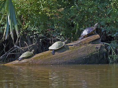 Three Turtles on a Log