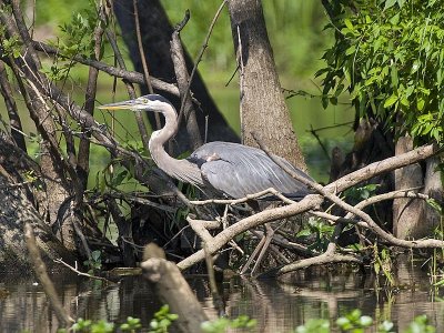 Great Blue Heron