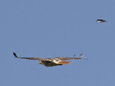 Red-tailed Hawk and Eastern Kingbird