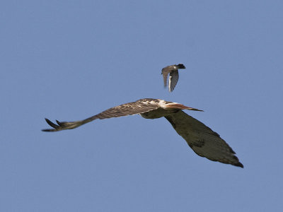 Red-tailed Hawk and Eastern Kingbird