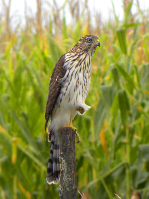 Cooper's Hawk