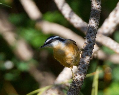 Red-BreastedNuthatch