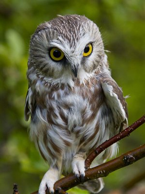 Northern Saw-whet Owl