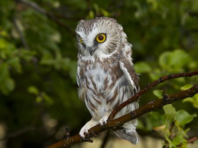 Northern Saw-whet Owl