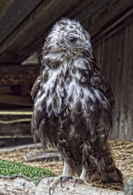 Red-tailed Hawk (Harlans)