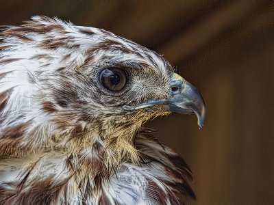 Red-tailed Hawk (Harlans)