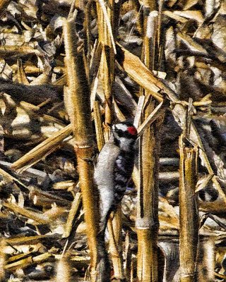 Downy Woodpecker