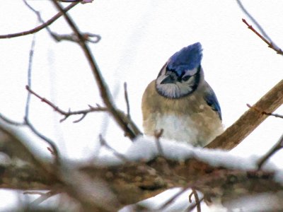 Bluejay