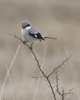 Loggerhead Shrike