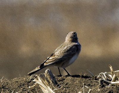 Horned Lark