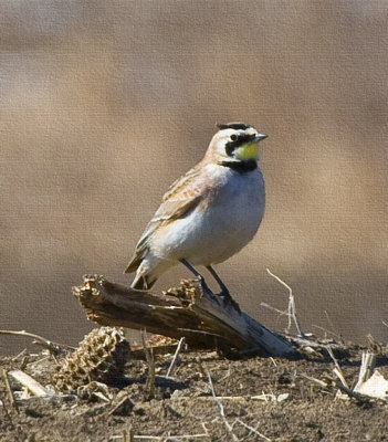 Horned Lark