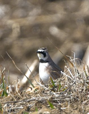 Horned Lark