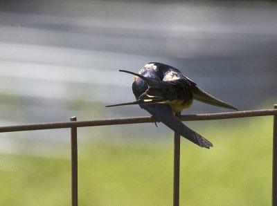 Barn Swallow 
preening