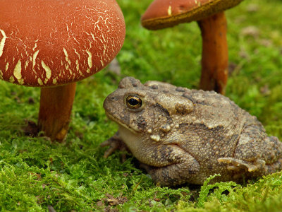 wToad Stool1 P1010016.jpg