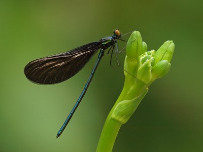 wEbony Jewel Wing1 P6209851.jpg