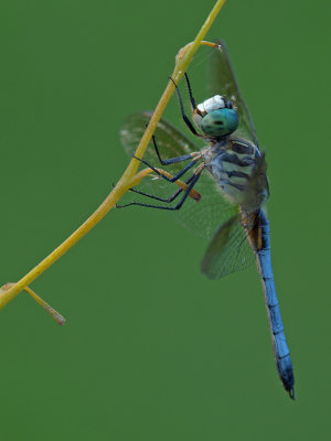 wBlue Dasher m P8070539.jpg