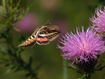 Clearwing Hummingbird, Snowberry and White-lined Sphinx Moths