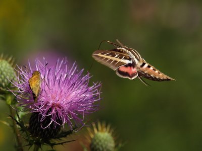 wWhite-lined Sphinx Moth10 P9140933.jpg