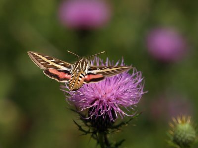 wWhite Lined Sphinx Moth6 P9140900.jpg