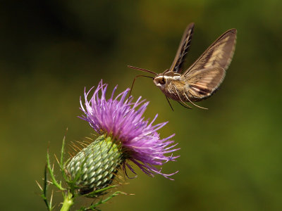 wWhite-lined Sphinx Moth13 P9140945.jpg