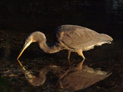 wGBH7 P9281144.jpg
