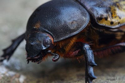 Beetle 1 IMG_9852.jpg