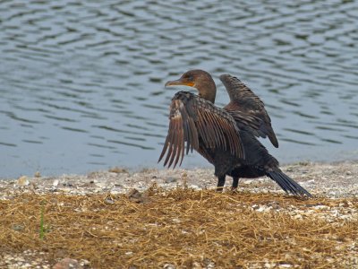 Cormorant 1 P7284166.jpg