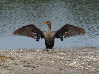 Cormorant 2 P7284303.jpg