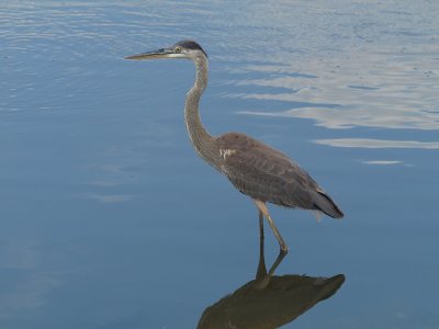 GBH 1 P7284276.jpg