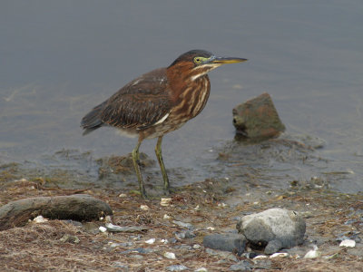 Little Green Heron 1 P7284206.jpg