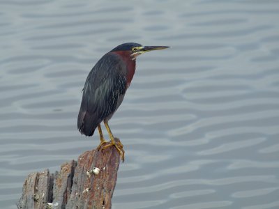 Little Green Heron 2 P7284160.jpg