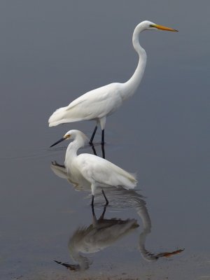 Snowy White Egret 1 P7284213.jpg