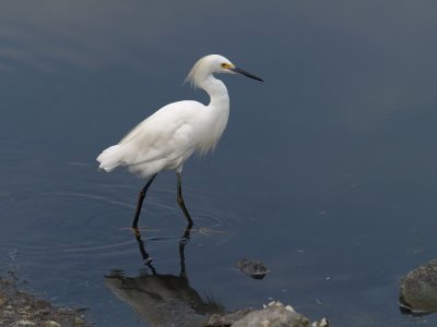 Snowy Egret 1 P7284130.jpg