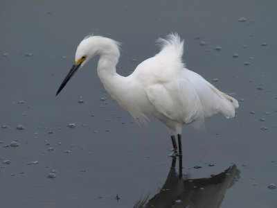 Snowy Egret 3 P7284256.jpg