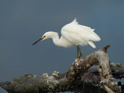 Snowy Egret 5 P7284219.jpg