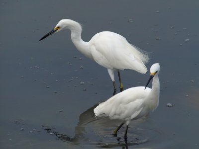 Snowy Egret Pair 1 P7284255.jpg