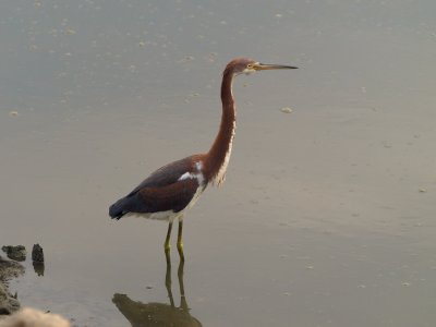 Tri-Colored Heron 1 P7284193.jpg